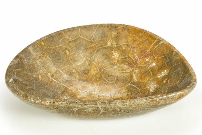 Polished Fossil Coral (Actinocyathus) Dish - Morocco #312177